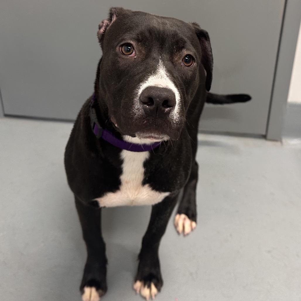 Enlarge Blossom, a Adoptable mixed breed in Mount Vernon, IN image 2/6