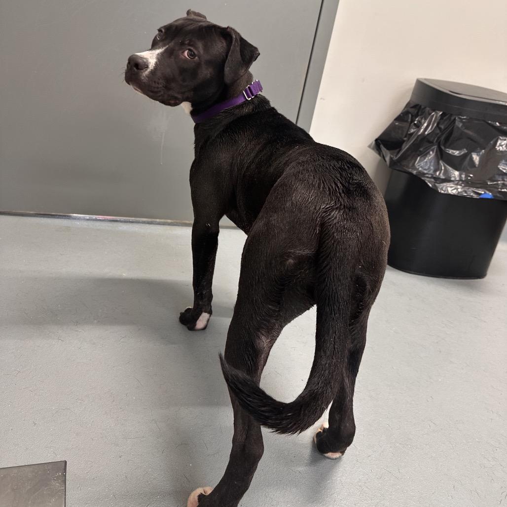Enlarge Blossom, a Adoptable mixed breed in Mount Vernon, IN image 3/6