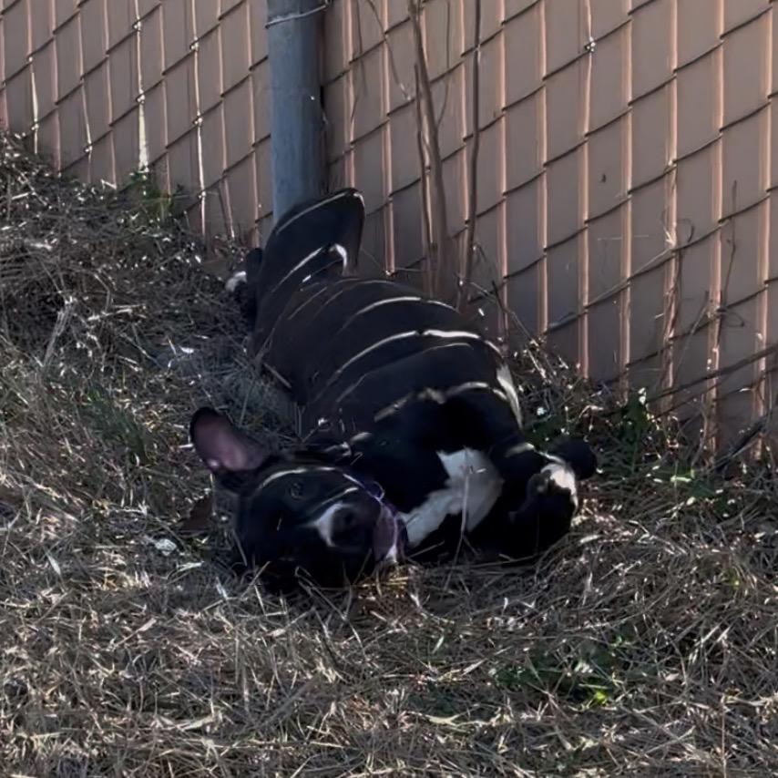 Enlarge Blossom, a Adoptable mixed breed in Mount Vernon, IN image 4/6