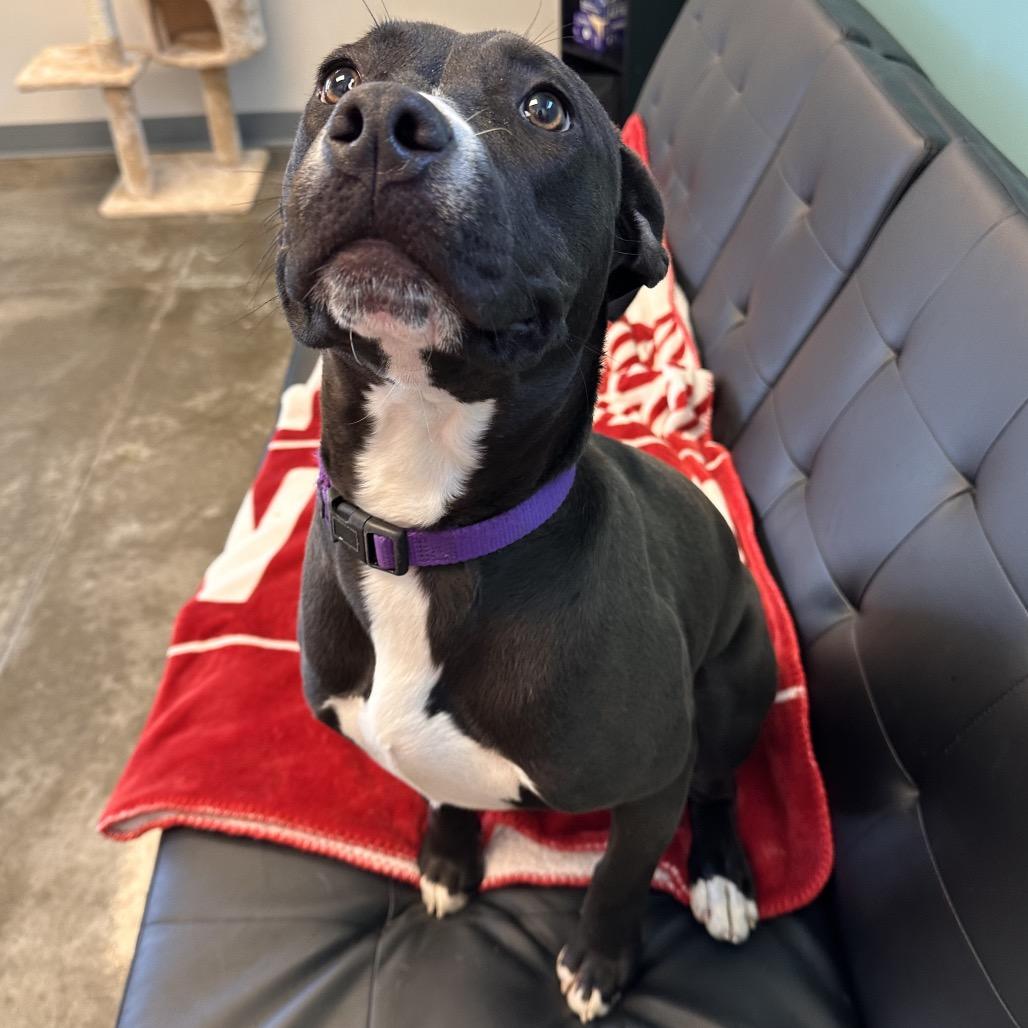 Enlarge Blossom, a Adoptable mixed breed in Mount Vernon, IN image 5/6