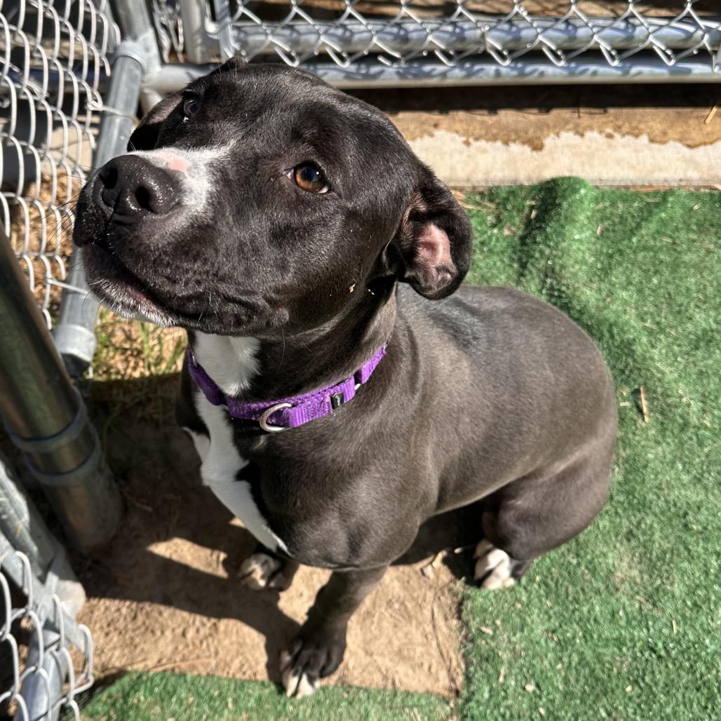 Enlarge Blossom, a Adoptable mixed breed in Mount Vernon, IN image 6/6
