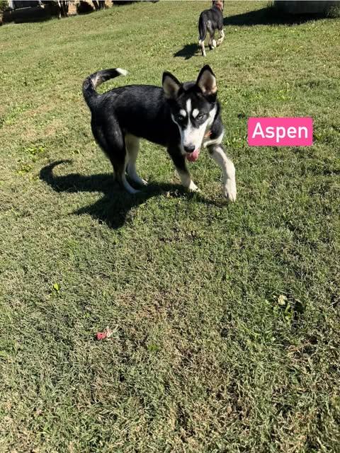 Enlarge Aspen (4.5mo PUPPY), a Adopted mixed breed in Greeneville, TN image 3/6