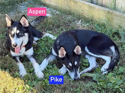 Enlarge Aspen (4.5mo PUPPY), a Adopted mixed breed in Greeneville, TN image 5/6
