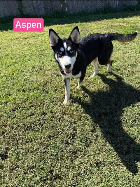 Enlarge Aspen (4.5mo PUPPY), a Adopted mixed breed in Greeneville, TN image 1/6