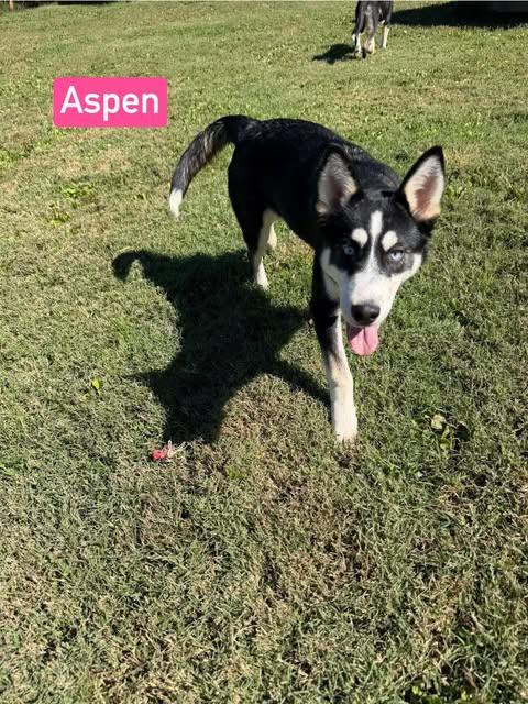 Enlarge Aspen (4.5mo PUPPY), a Adopted mixed breed in Greeneville, TN image 4/6