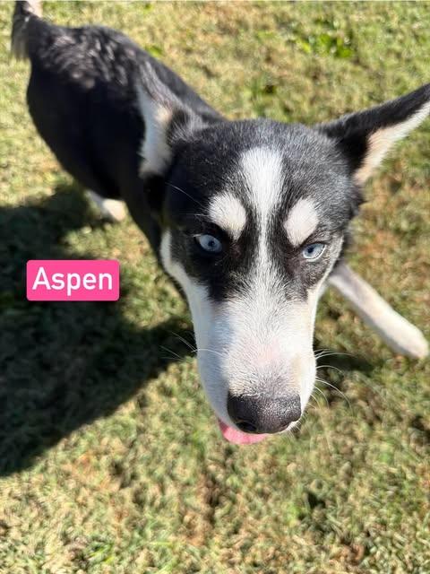 Enlarge Aspen (4.5mo PUPPY), a Adopted mixed breed in Greeneville, TN image 2/6