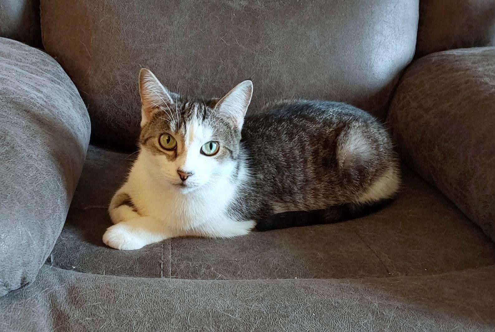 Adèle, ADOPTABLE, Young Female Tabby.