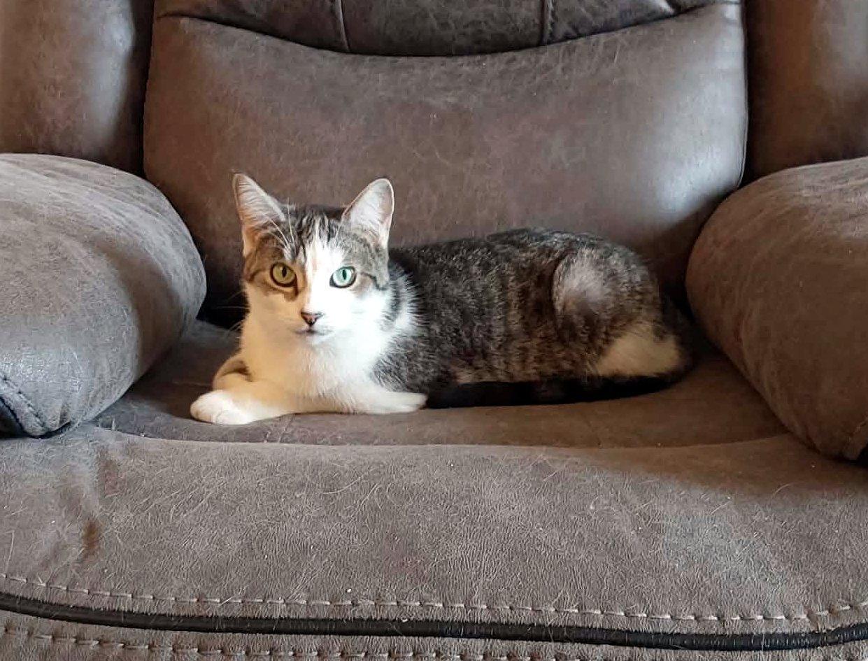 Enlarge Adèle, a ADOPTABLE Tabby in Verdun, QC image 2/2