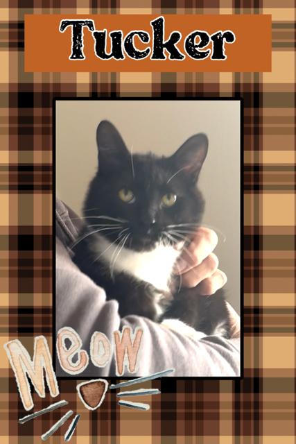 Tucker, ADOPTABLE, Young Male Domestic Short Hair.