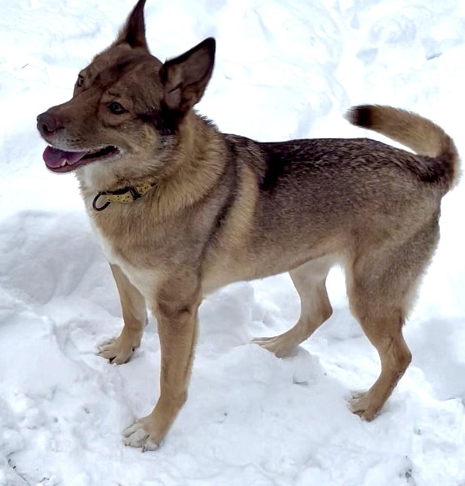 Artemis, ADOPTABLE, Adult Female Border Collie & Husky.