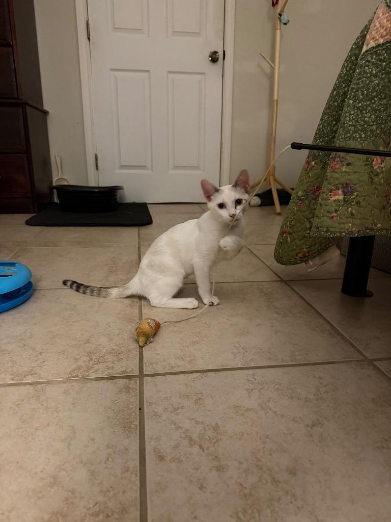 Enlarge Wynter Snow, a Adoptable mixed breed in San Antonio, TX image 1/5