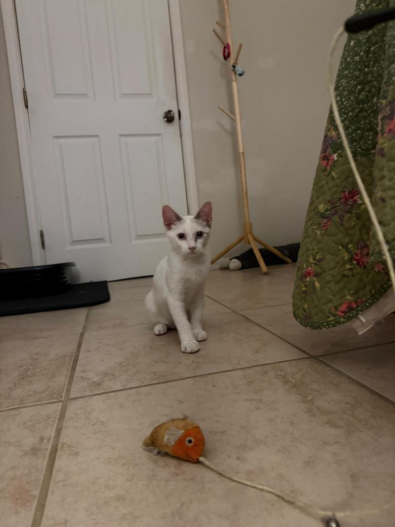 Enlarge Wynter Snow, a Adoptable mixed breed in San Antonio, TX image 2/5