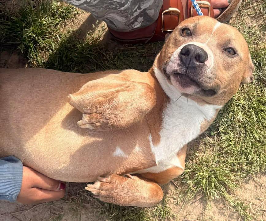 Conner, an adopted Mixed Breed in Mullins, SC image 3/5