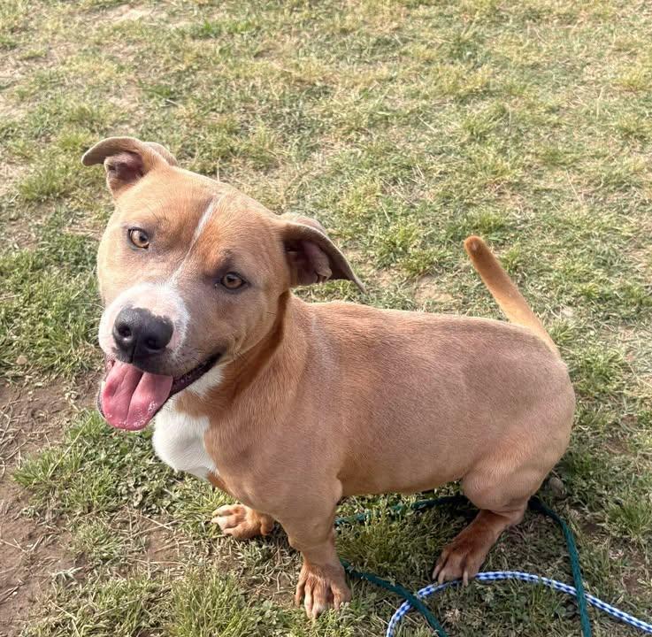 Conner, an adopted Mixed Breed in Mullins, SC image 5/5