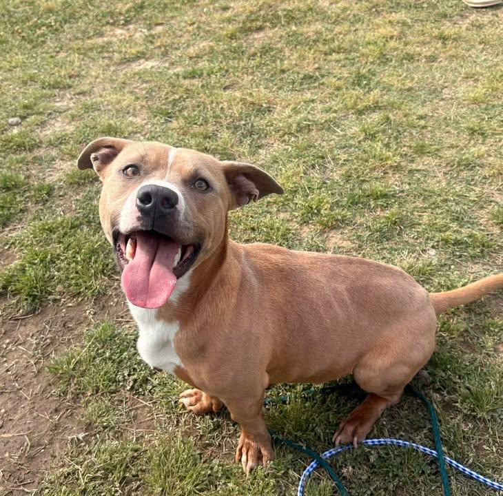 Conner, an adopted Mixed Breed in Mullins, SC image 2/5