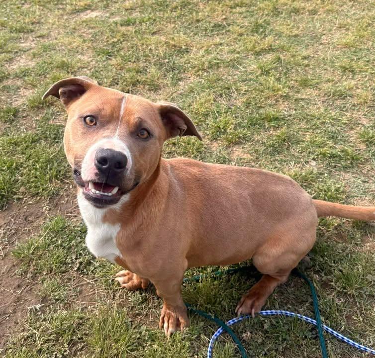 Conner, adopted, Adult Male Mixed Breed.