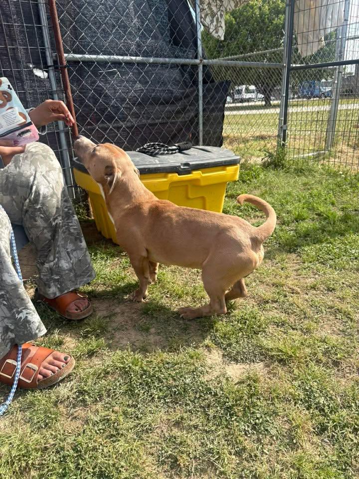 Conner, an adopted Mixed Breed in Mullins, SC image 4/5