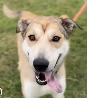 Enlarge Lovley, a ADOPTABLE mixed breed in Frazier Park, CA image 1/2