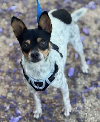 Enlarge Lovley, a ADOPTABLE mixed breed in Frazier Park, CA image 2/2