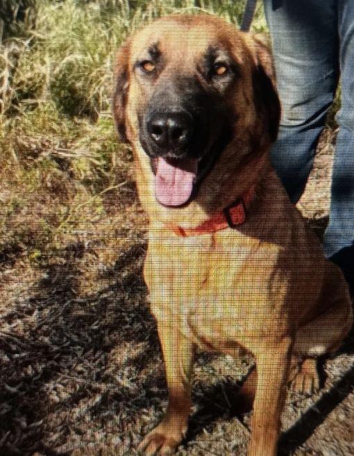 Lovey, ADOPTABLE, Young Female Anatolian Shepherd.