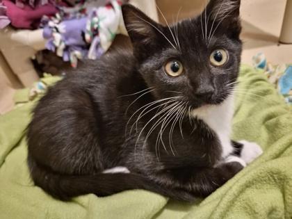 Fred, Adoptable, Kitten Male Domestic Short Hair & Domestic Short Hair.
