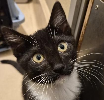 Enlarge Fred, a Adoptable mixed breed in Pleasanton, CA image 2/3