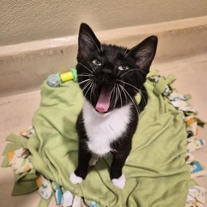 Enlarge Fred, a Adoptable mixed breed in Pleasanton, CA image 3/3