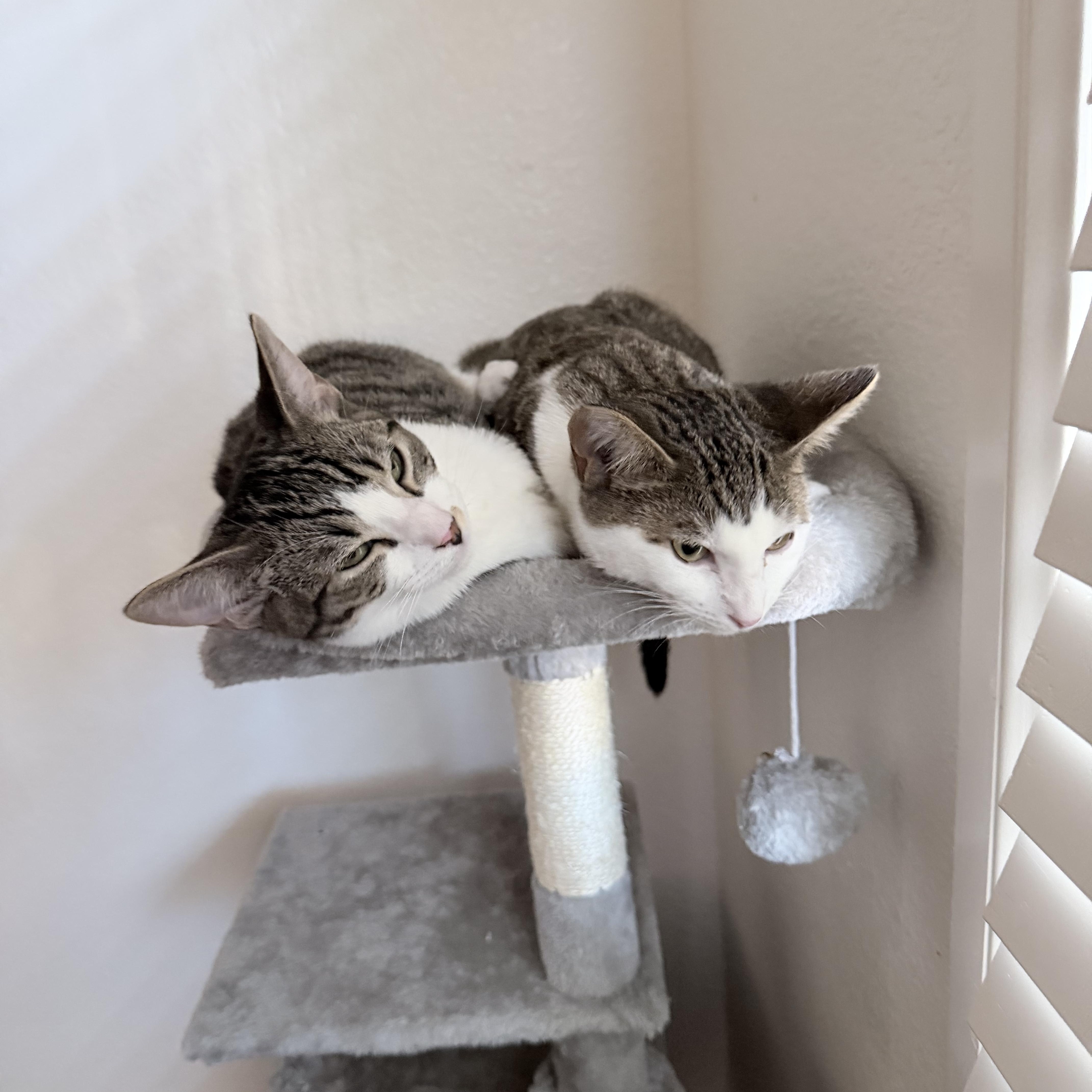 Enlarge Lloyd [Christmas], a Adoptable Domestic Short Hair in Santa Monica, CA image 3/5