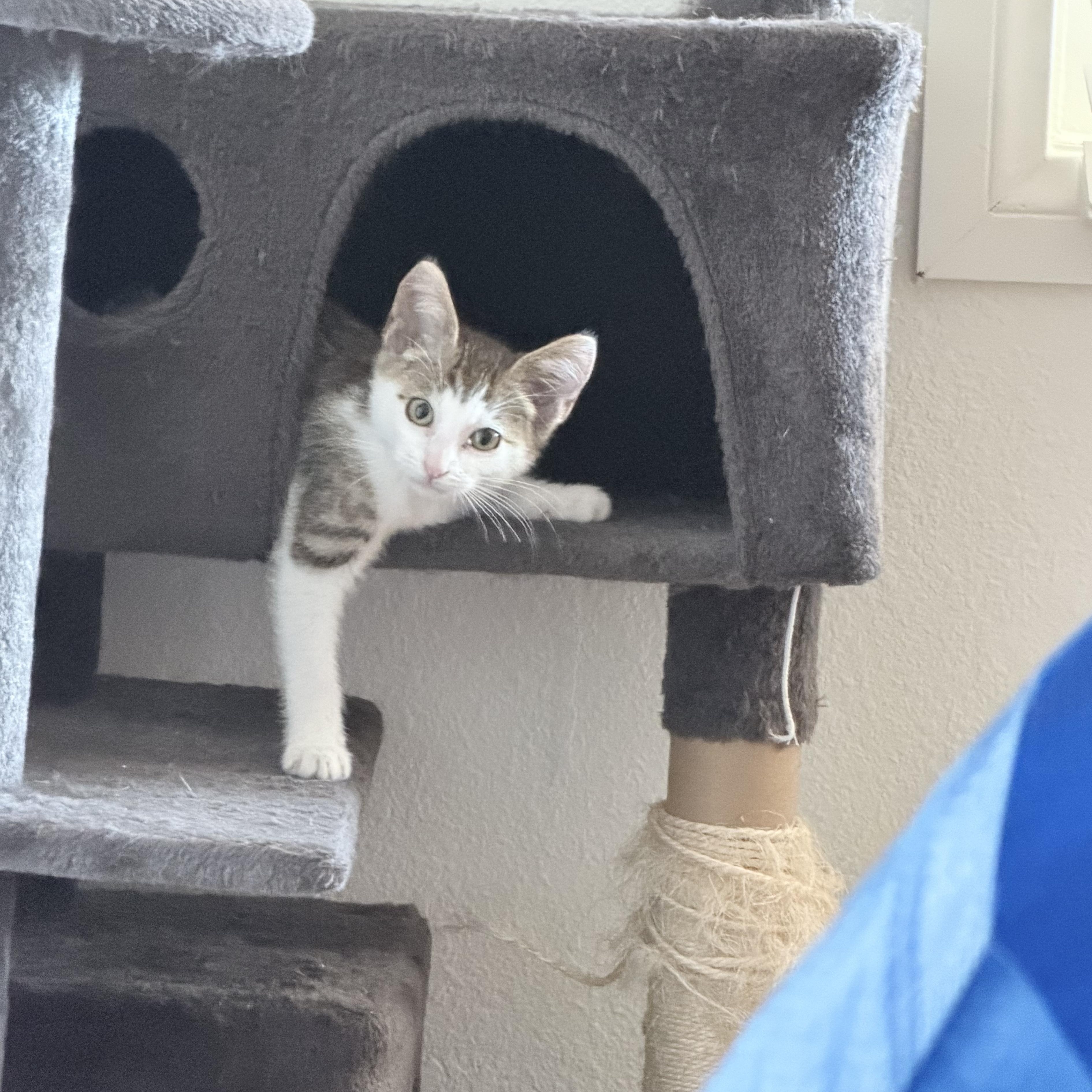 Enlarge Lloyd [Christmas], a Adoptable Domestic Short Hair in Santa Monica, CA image 5/5