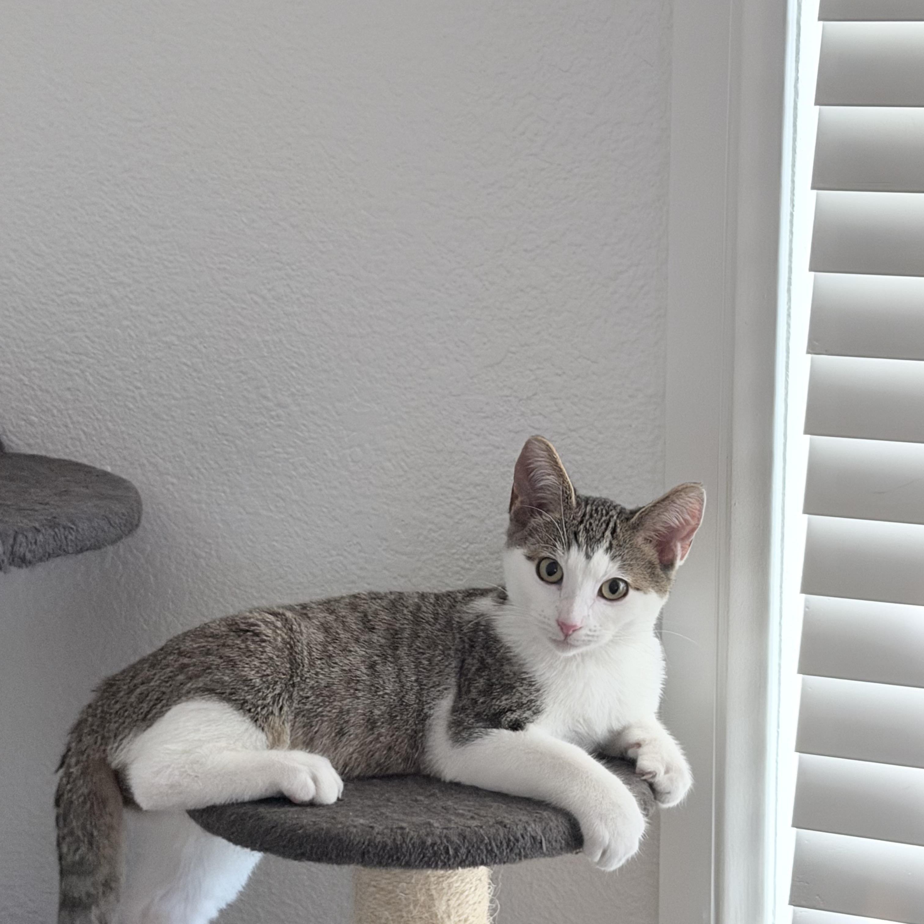 Lloyd [Christmas], Adoptable, Young Male Domestic Short Hair.