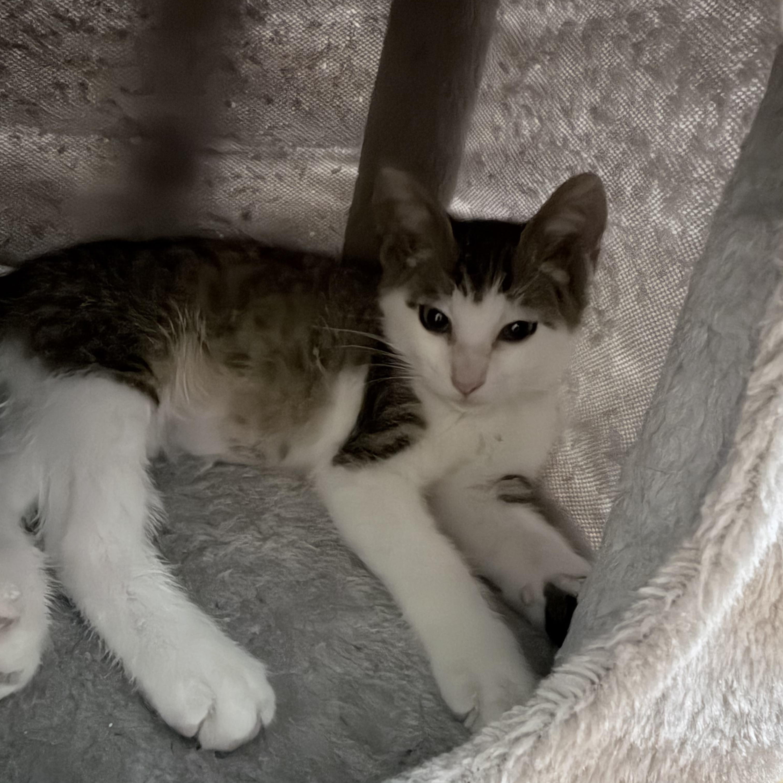 Enlarge Lloyd [Christmas], a Adoptable Domestic Short Hair in Santa Monica, CA image 4/5