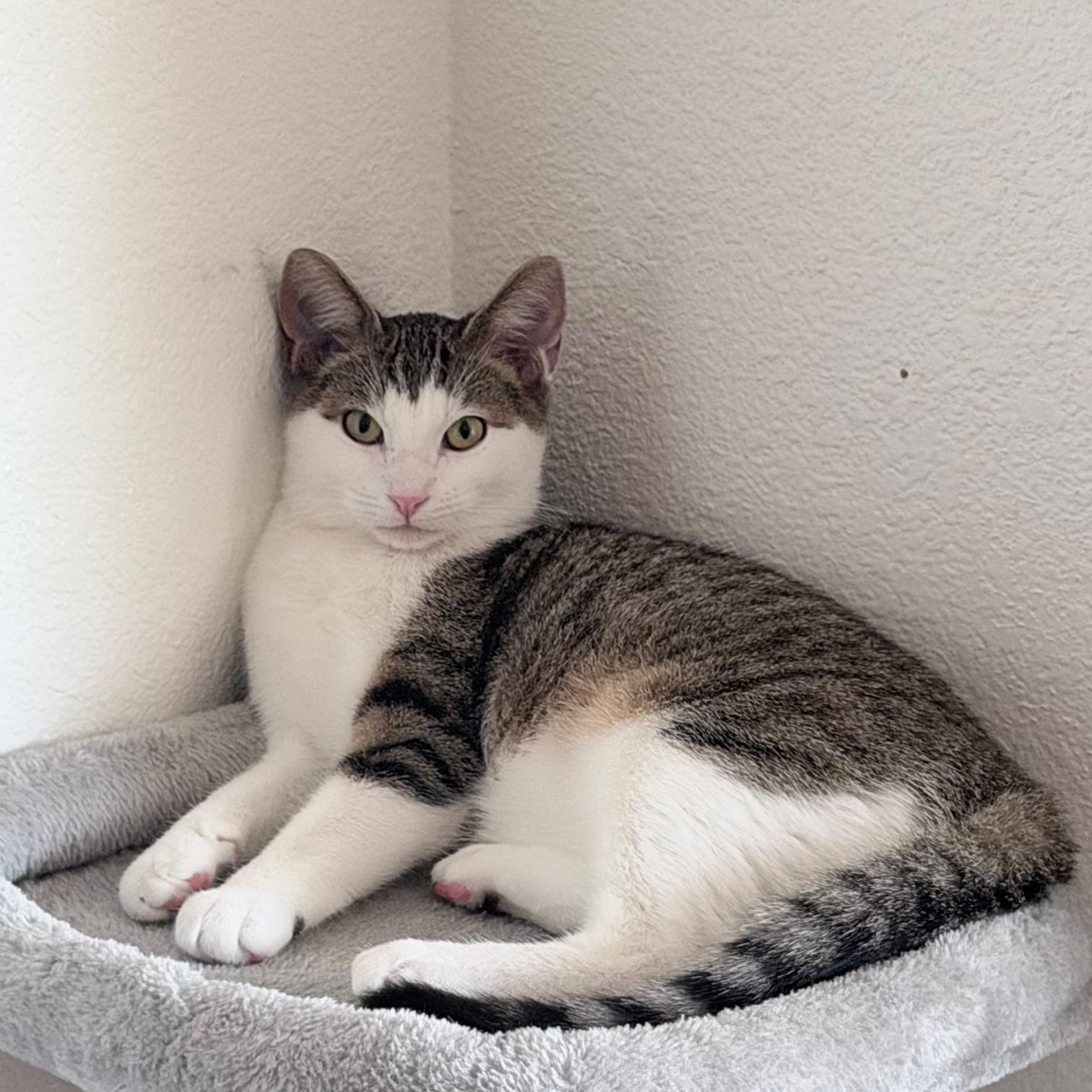Enlarge Lloyd [Christmas], a Adoptable Domestic Short Hair in Santa Monica, CA image 2/5