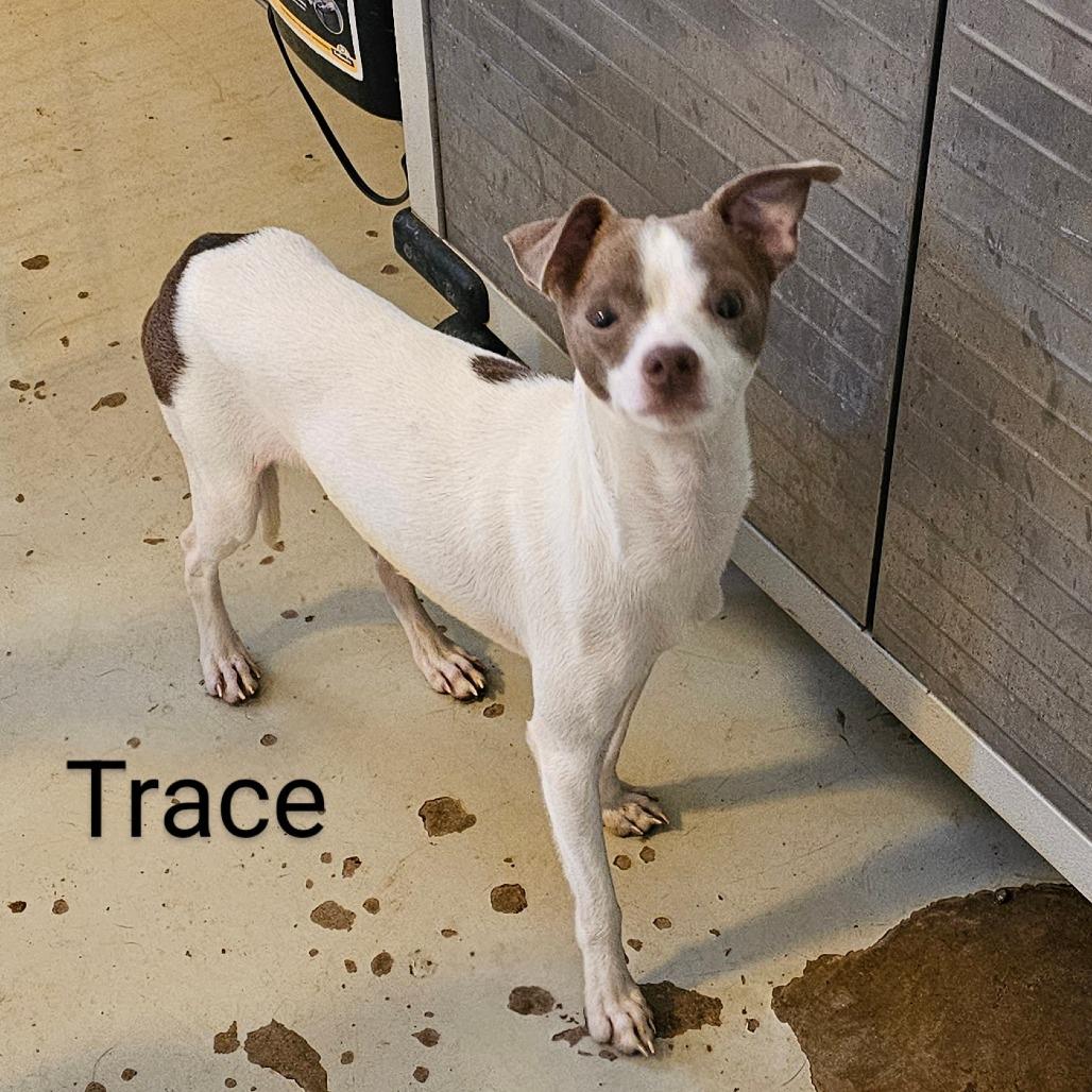 Trace, Adoptable, Adult Male Chihuahua.