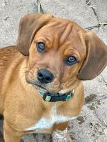 Enlarge Kyler, a Adopted Puggle in Oak Creek, WI image 1/3