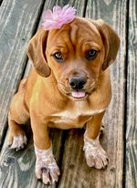 Enlarge Kyler, a Adopted Puggle in Oak Creek, WI image 2/3