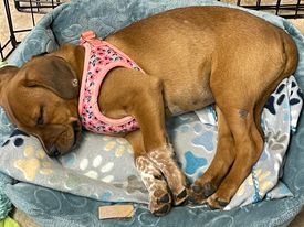 Enlarge Kyler, a Adopted Puggle in Oak Creek, WI image 3/3