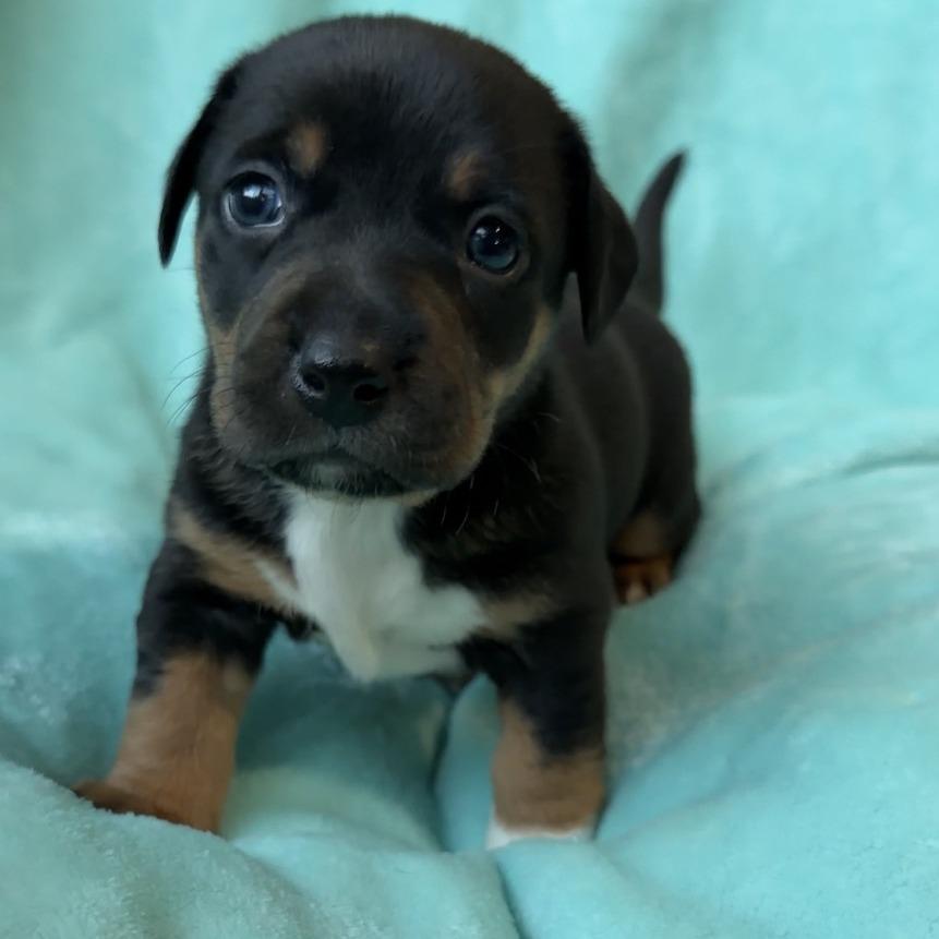 Peony  Dublin thumbnail 3