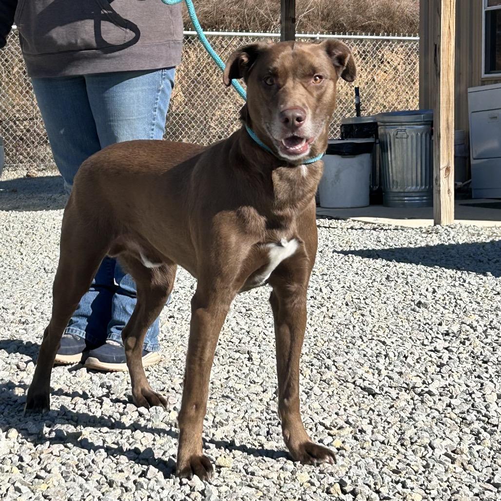 Enlarge Cooper, a Adoptable Chocolate Labrador Retriever in Hohenwald, TN image 1/2
