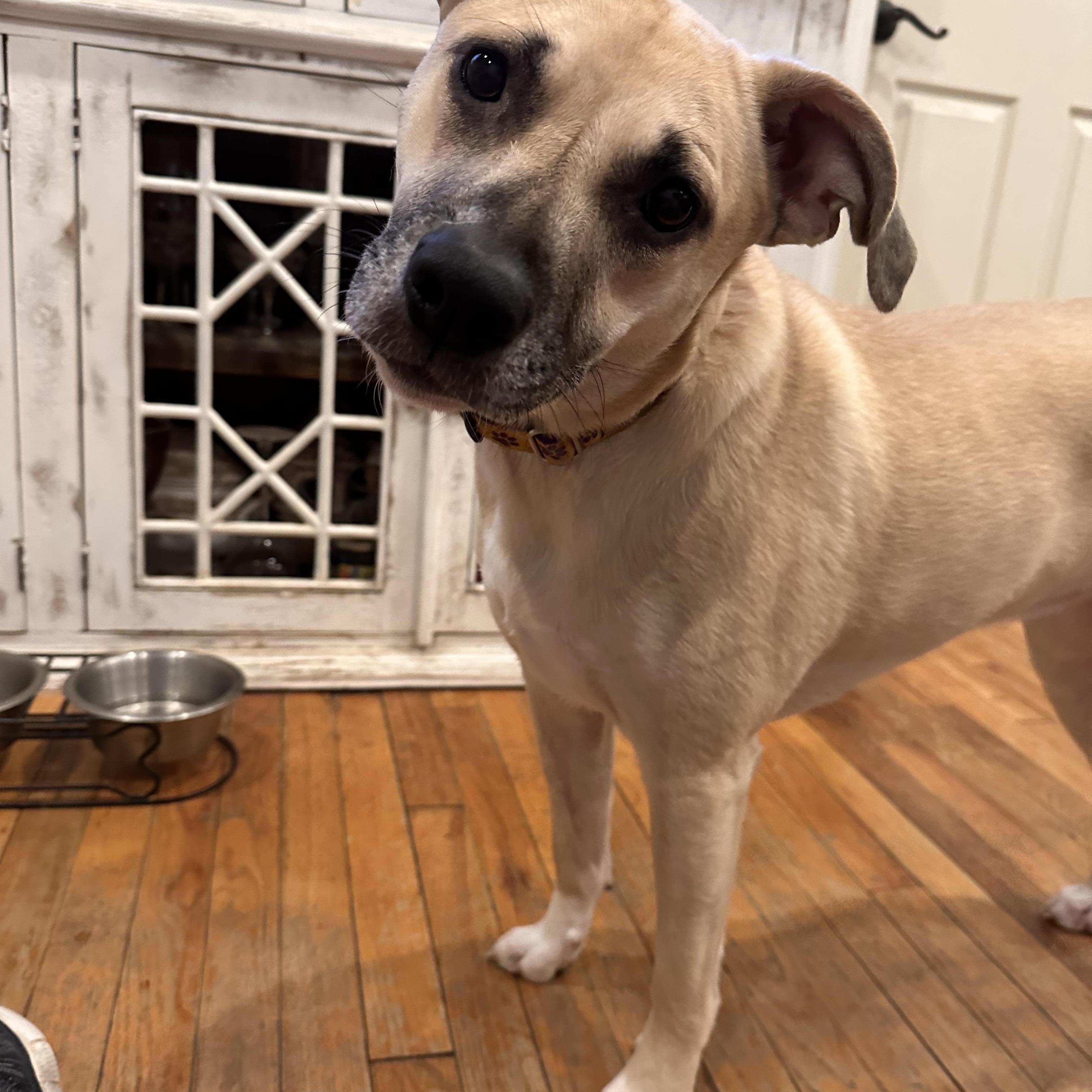 Enlarge Shelby, a ADOPTABLE mixed breed in Baker, LA image 5/6