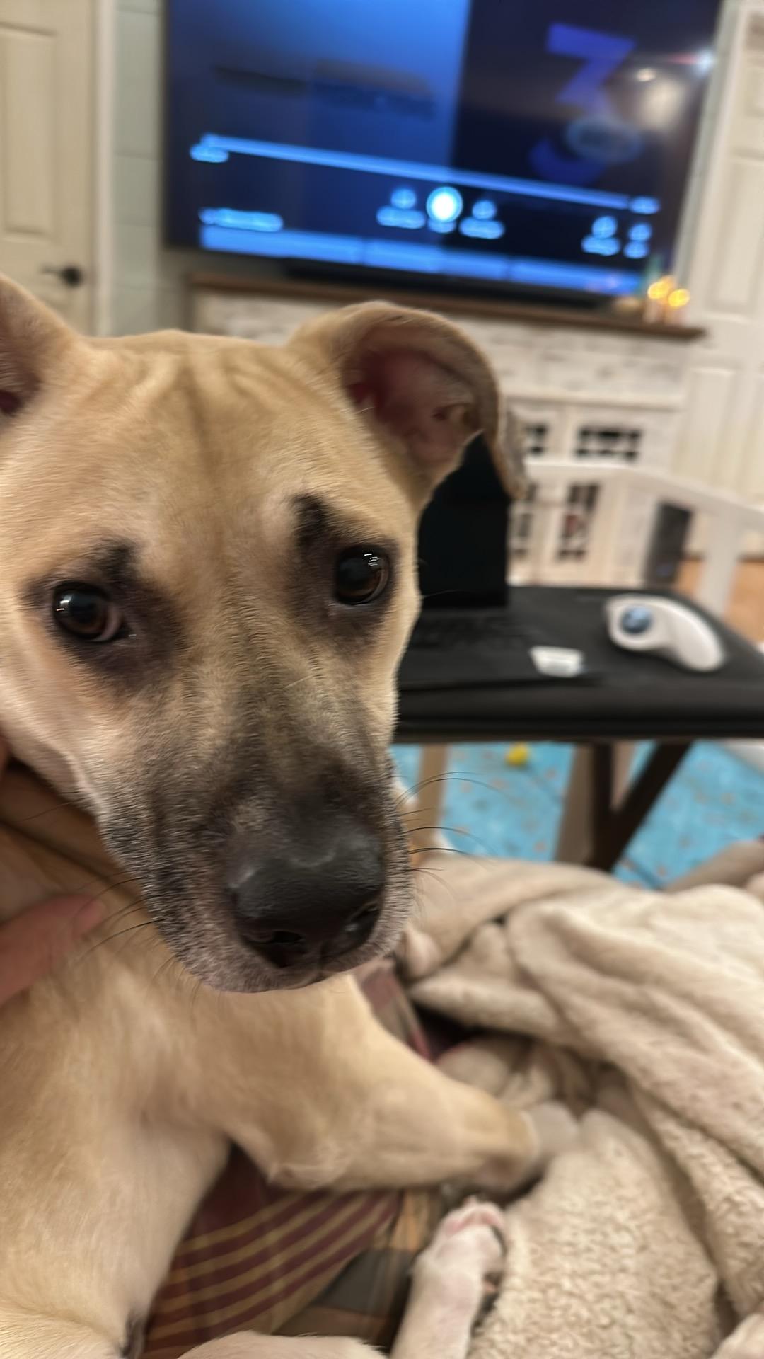 Enlarge Shelby, a ADOPTABLE mixed breed in Baker, LA image 3/6