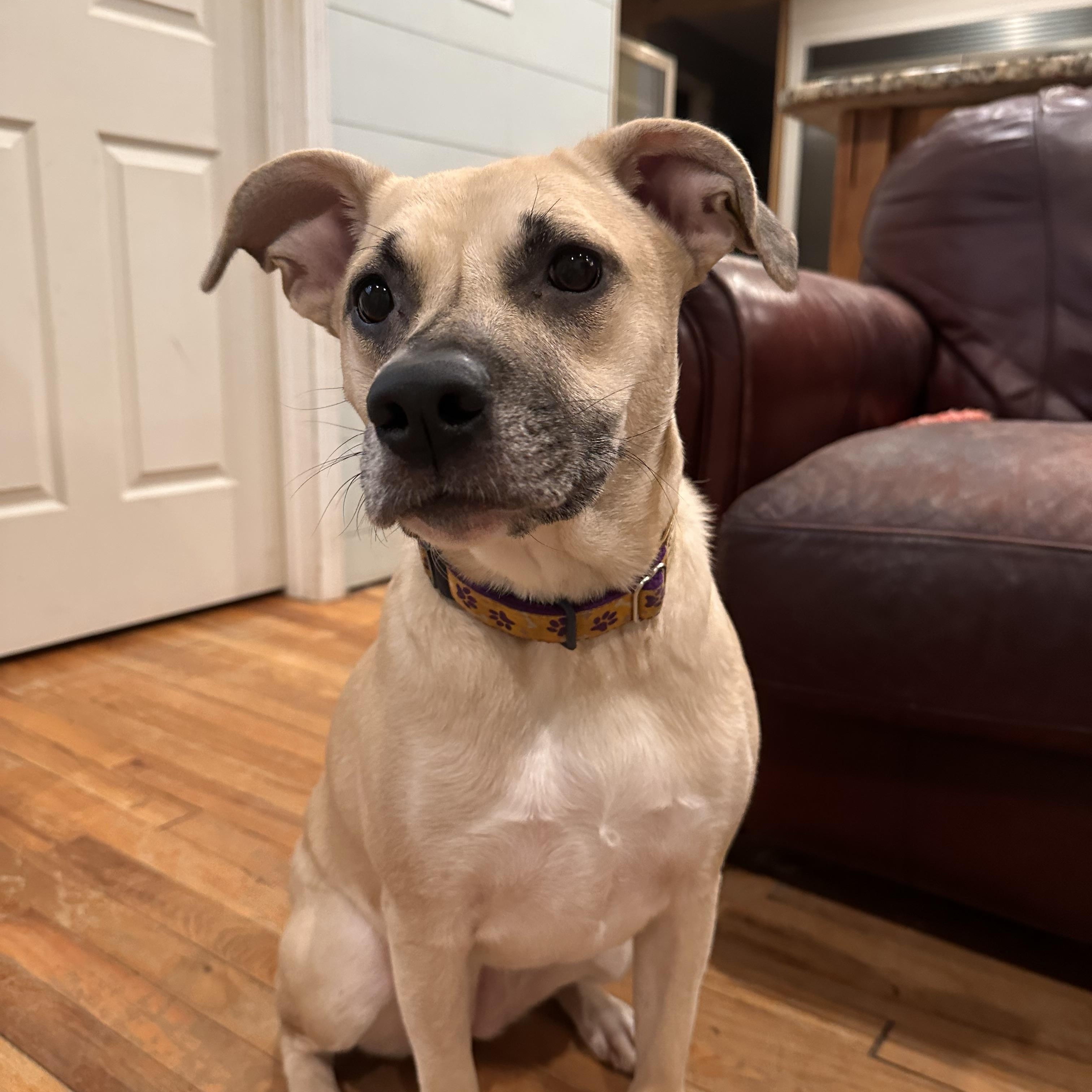 Enlarge Shelby, a ADOPTABLE mixed breed in Baker, LA image 1/6