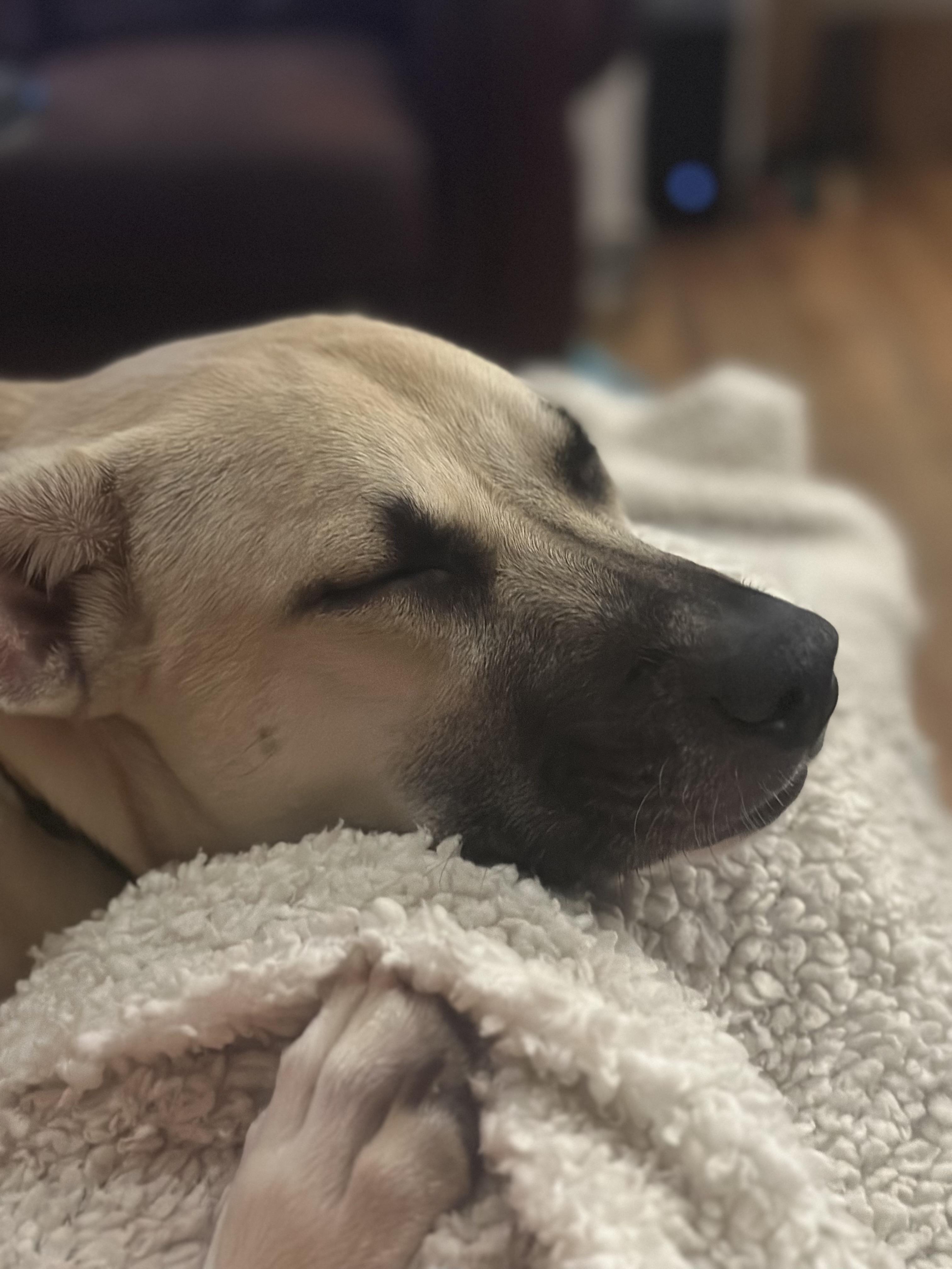 Enlarge Shelby, a ADOPTABLE mixed breed in Baker, LA image 6/6