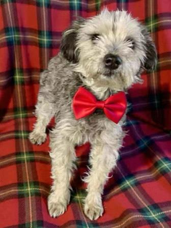 Enlarge Sasha, a Adopted mixed breed in Westport, CT image 2/2