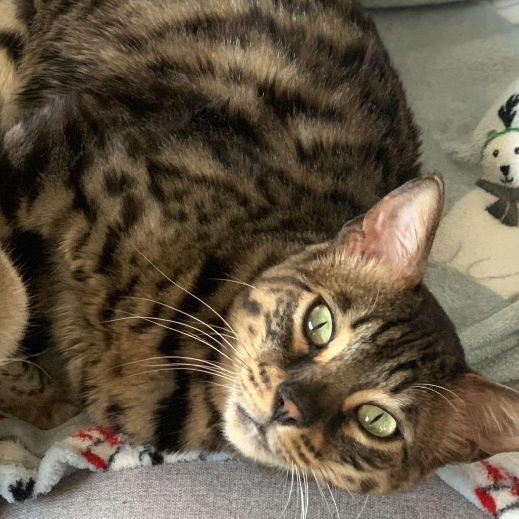 Chief, Adoptable, Senior Male Bengal.