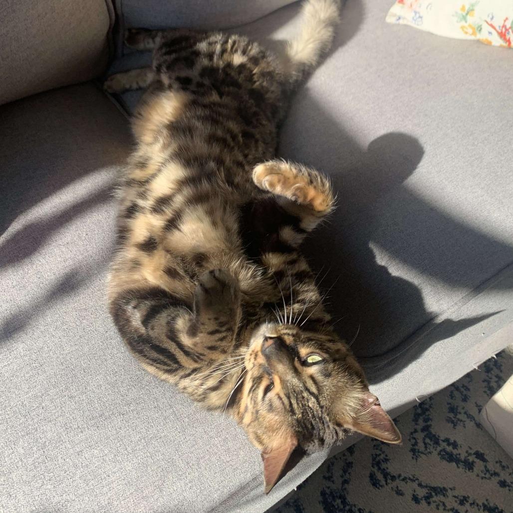 Enlarge Chief, a Adoptable Bengal in Plainfield, IL image 2/6