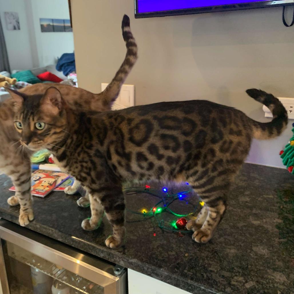 Enlarge Chief, a Adoptable Bengal in Plainfield, IL image 3/6