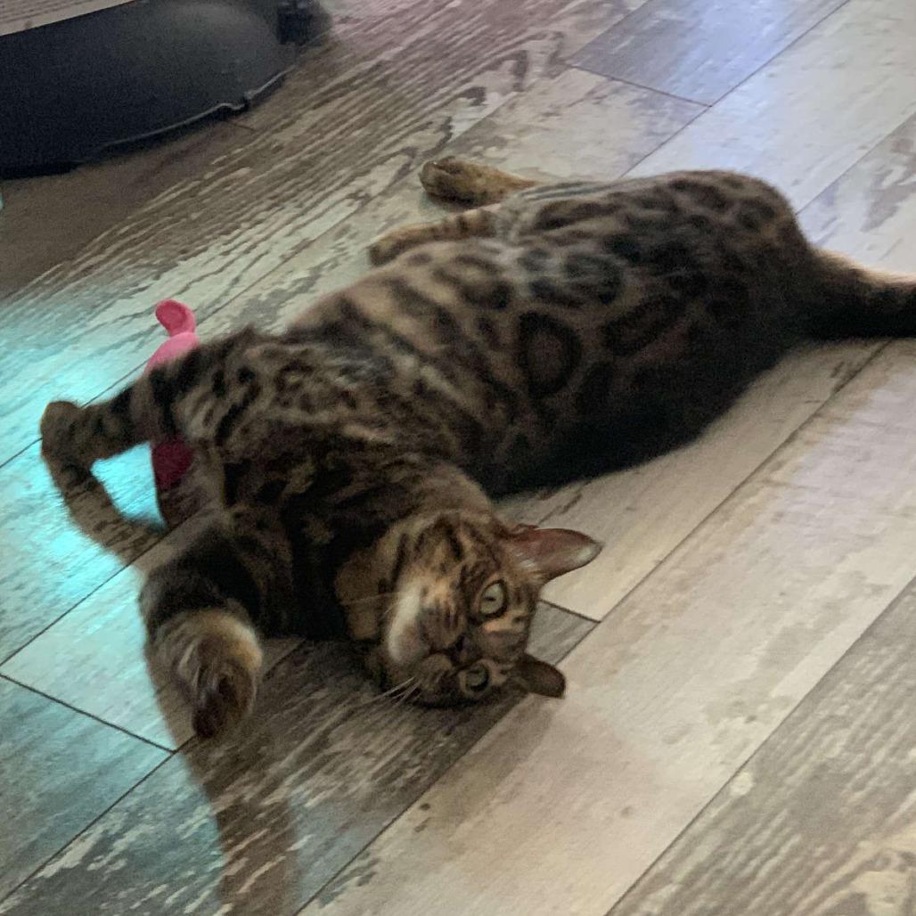 Enlarge Chief, a Adoptable Bengal in Plainfield, IL image 4/6