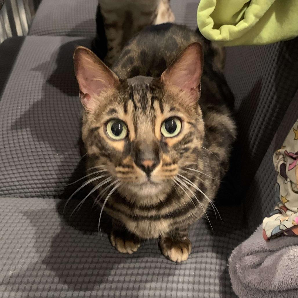 Enlarge Chief, a Adoptable Bengal in Plainfield, IL image 5/6
