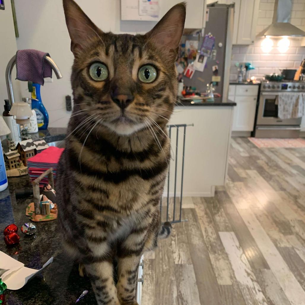Enlarge Chief, a Adoptable Bengal in Plainfield, IL image 6/6