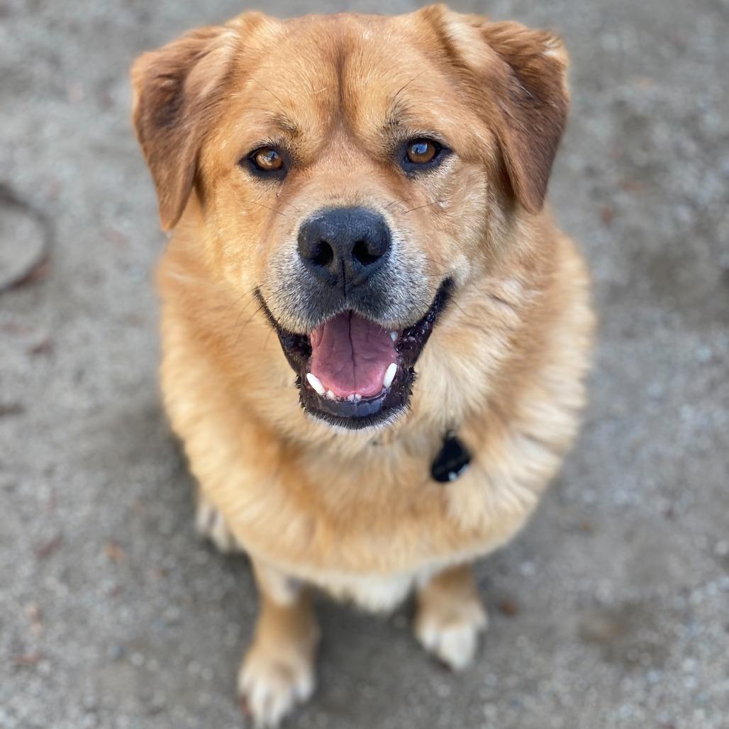 Enlarge Ed, a Adoptable mixed breed in Riverside, CA image 1/6